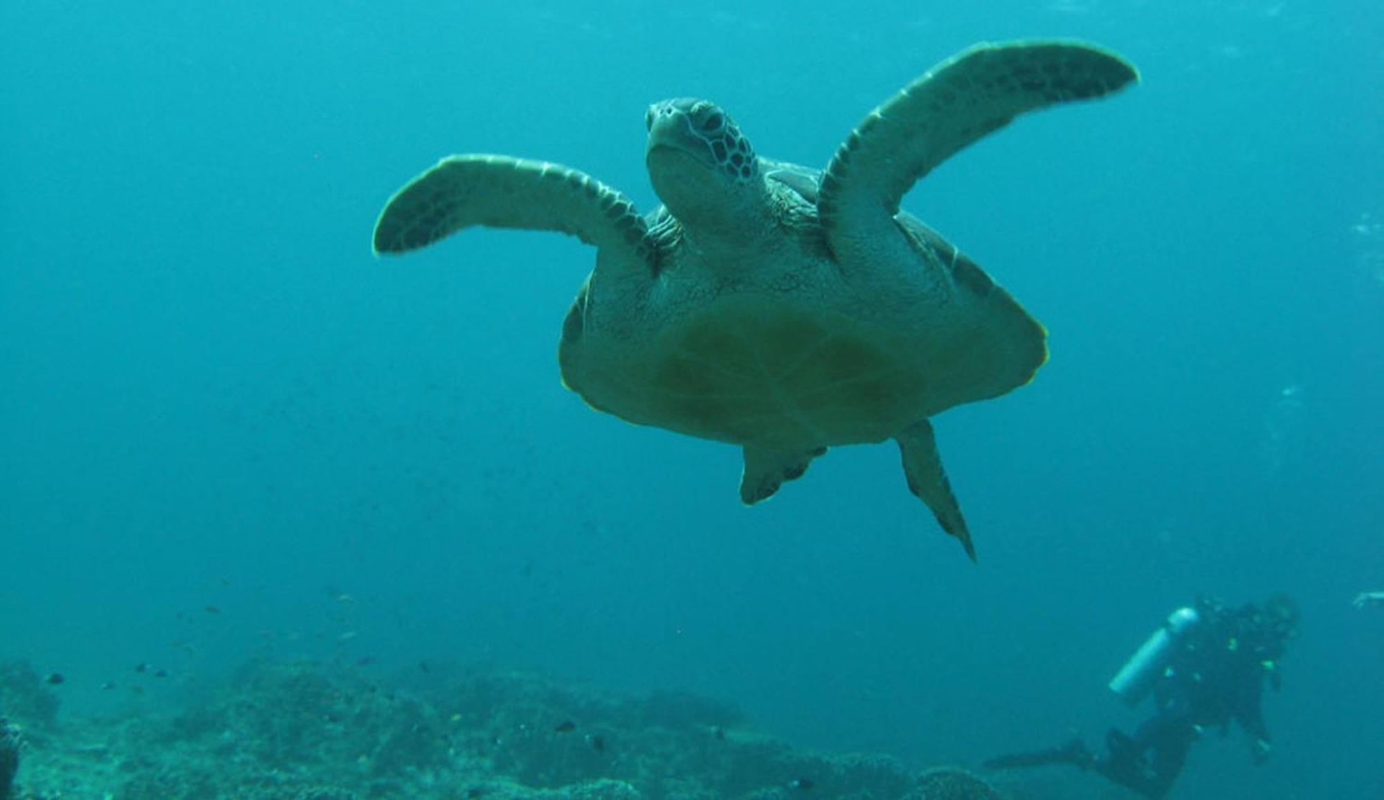 Gili Pirates Dive & Bnb Gili Trawangan Exterior foto