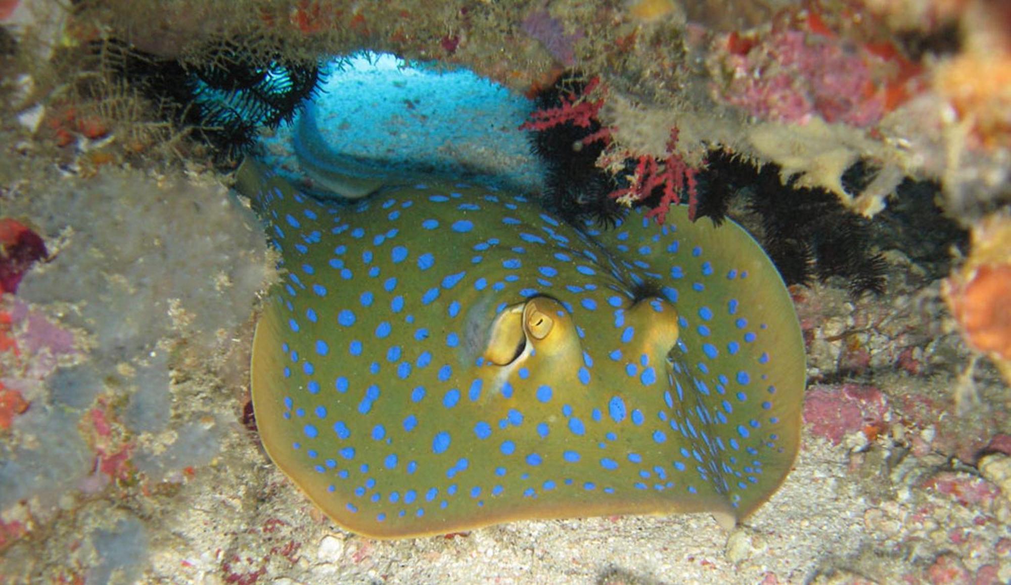 Gili Pirates Dive & Bnb Gili Trawangan Exterior foto