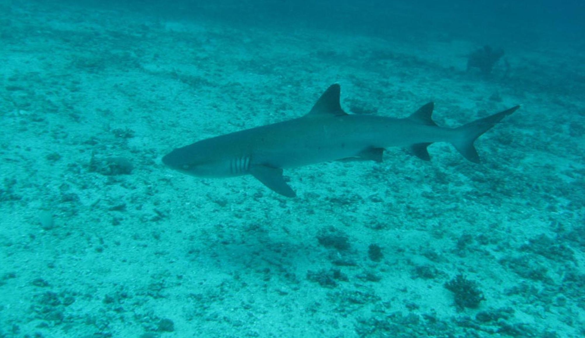 Gili Pirates Dive & Bnb Gili Trawangan Exterior foto